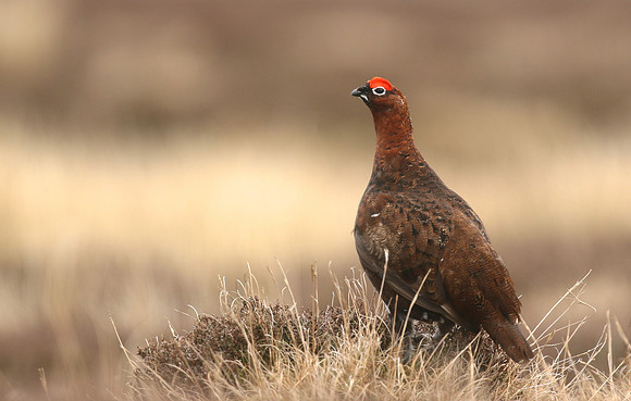 Red Grouse, Durham Dales, March 2019