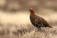 Red Grouse, Durham Dales, March 2019