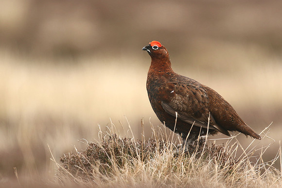 Red Grouse, Durham Dales, March 2019