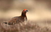 Red Grouse, Durham Dales, March 2019
