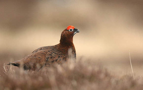 Red Grouse, Durham Dales, March 2019