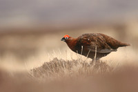 Red Grouse, Durham Dales, March 2019.