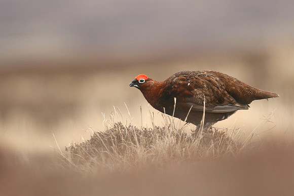 Red Grouse, Durham Dales, March 2019.