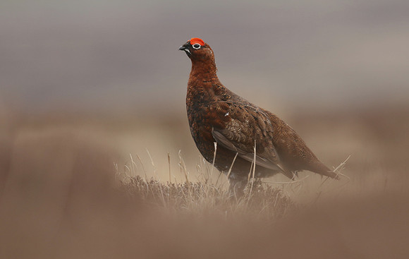 Red Grouse, Durham Dales, March 2019