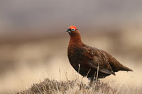 Red Grouse, Durham Dales, March 2019