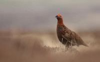 Red Grouse, Durham Dales, March 2019
