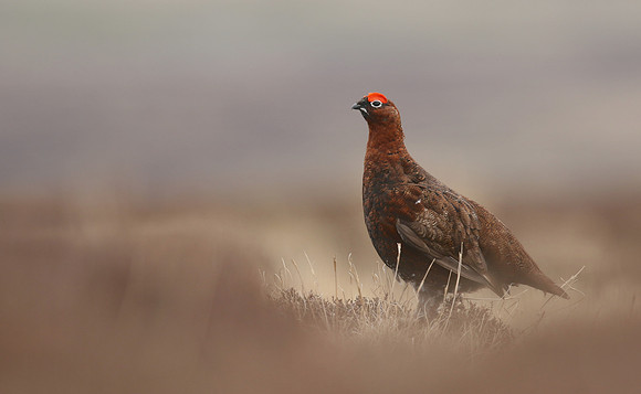 Red Grouse, Durham Dales, March 2019