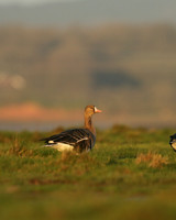 White-Fronted Goose. Northwick Warth, January 2019