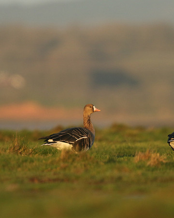 White-Fronted Goose. Northwick Warth, January 2019