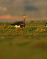 White-Fronted Goose. Northwick Warth, January 2019