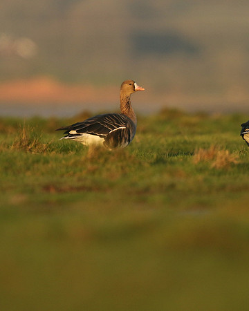 White-Fronted Goose. Northwick Warth, January 2019