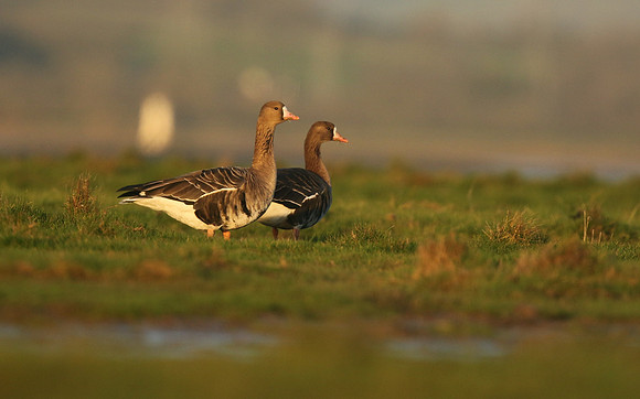 White-Fronted Goose. Northwick Warth, January 2019.