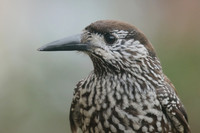 Corvids