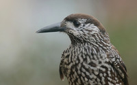 Nutcracker, Wageningen, Netherlands, January 2019