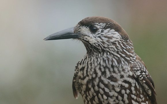 Nutcracker, Wageningen, Netherlands, January 2019