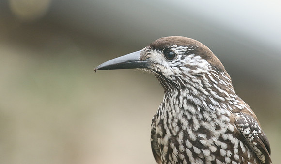 Nutcracker, Wageningen, Netherlands, January 2019