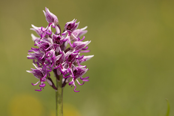 Monkey Orchid, Kent, May 2024