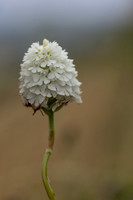 Pyramidal Orchid, Rodbrough Common, July 2023