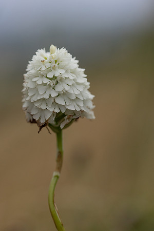 Pyramidal Orchid, Rodbrough Common, July 2023