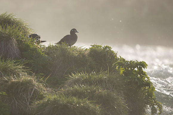 Harlequin Duck,  River Laxa, Iceland, May 2022