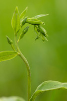 Green-flowered Helleborine, Cotswolds, June 2024