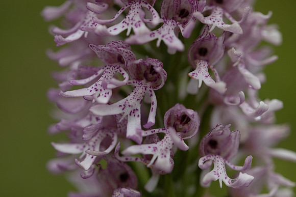 Lady x Monkey Orchid, Hartslock, June 2025