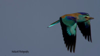 Roller, Larnaca Salt Lake 2014