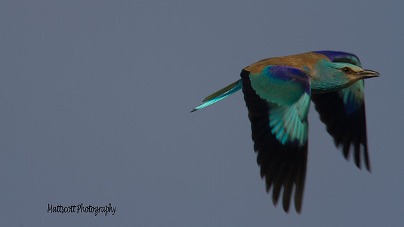 Roller, Larnaca Salt Lake 2014