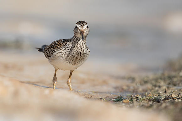 Pectoral  Sandpiper, Cheddar Reservoir, September 2021