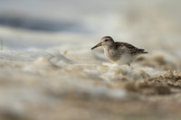 Pectoral  Sandpiper, Cheddar Reservoir, September 2021