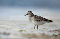 Pectoral  Sandpiper, Cheddar Reservoir, September 2021