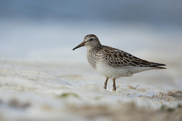 Pectoral  Sandpiper, Cheddar Reservoir, September 2021
