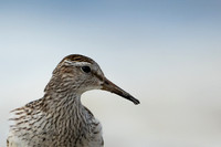 Pectoral  Sandpiper, Cheddar Reservoir, September 2021