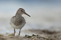 Pectoral  Sandpiper, Cheddar Reservoir, September 2021