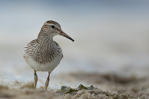 Pectoral  Sandpiper, Cheddar Reservoir, September 2021