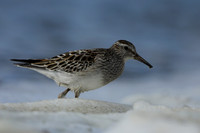 Pectoral  Sandpiper, Cheddar Reservoir, September 2021