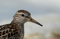 Pectoral  Sandpiper, Cheddar Reservoir, September 2021