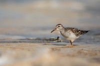 Pectoral  Sandpiper, Cheddar Reservoir, September 2021