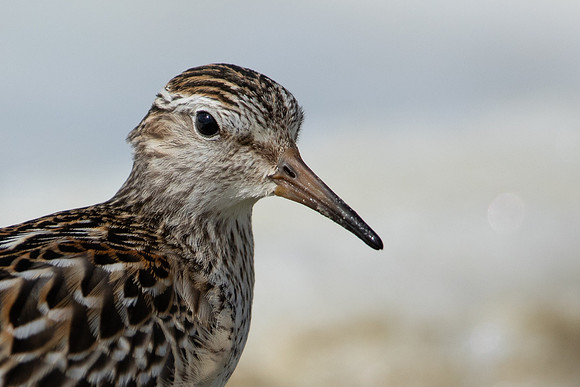 Pectoral  Sandpiper, Cheddar Reservoir, September 2021