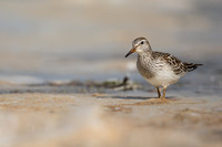 Pectoral  Sandpiper, Cheddar Reservoir, September 2021