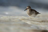 Pectoral  Sandpiper, Cheddar Reservoir, September 2021