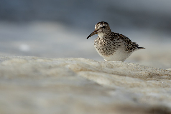 Pectoral  Sandpiper, Cheddar Reservoir, September 2021
