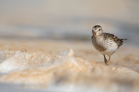 Pectoral  Sandpiper, Cheddar Reservoir, September 2021