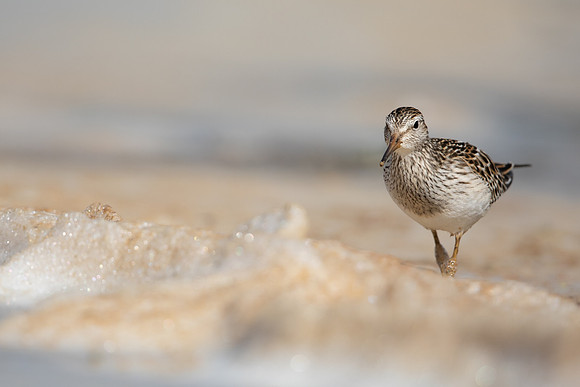 Pectoral  Sandpiper, Cheddar Reservoir, September 2021