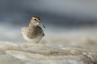 Pectoral  Sandpiper, Cheddar Reservoir, September 2021