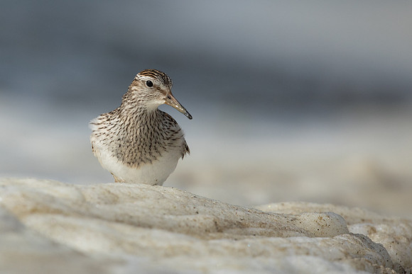 Pectoral  Sandpiper, Cheddar Reservoir, September 2021