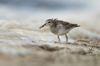 Pectoral  Sandpiper, Cheddar Reservoir, September 2021
