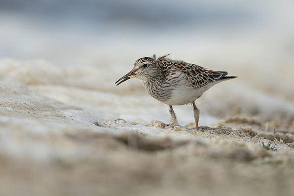 Pectoral  Sandpiper, Cheddar Reservoir, September 2021
