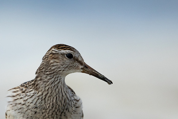 Pectoral  Sandpiper, Cheddar Reservoir, September 2021
