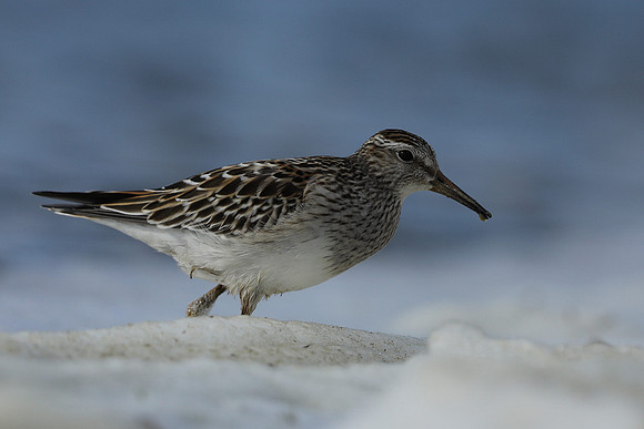 Pectoral  Sandpiper, Cheddar Reservoir, September 2021